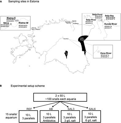 Distinct stages of the intestinal bacterial community of Ampullaceana balthica after salinization